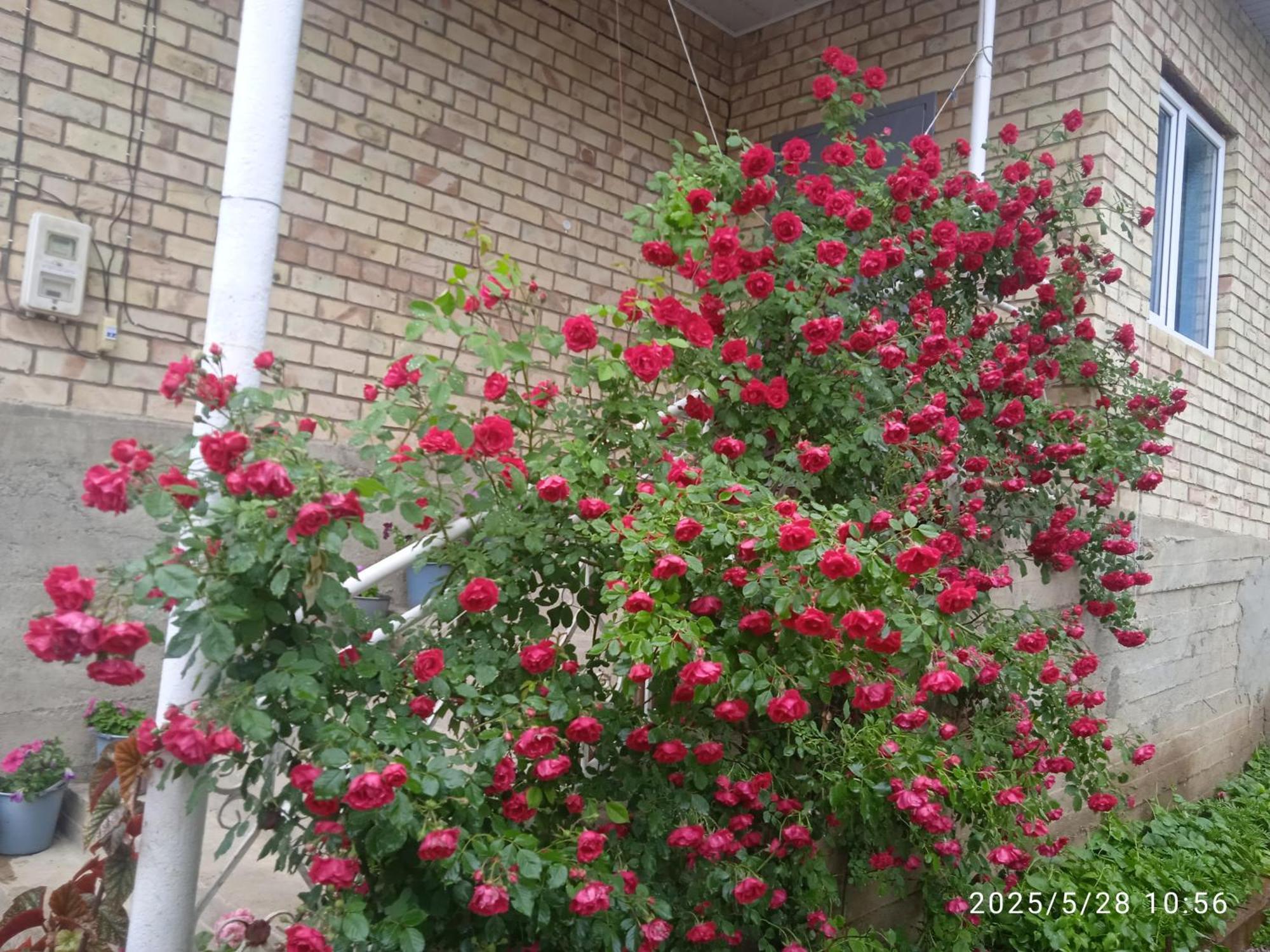 Guest House Kyzyl Alma Arkit Exteriér fotografie